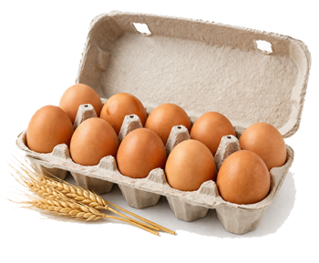 Farm Fresh Eggs (Tray of 12)