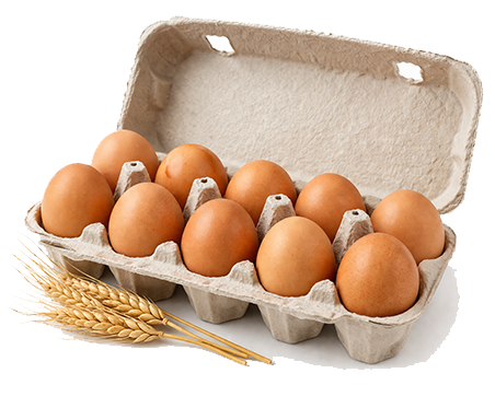 EGGS